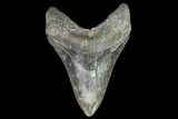 Fossil Megalodon Tooth - Georgia #112615-1